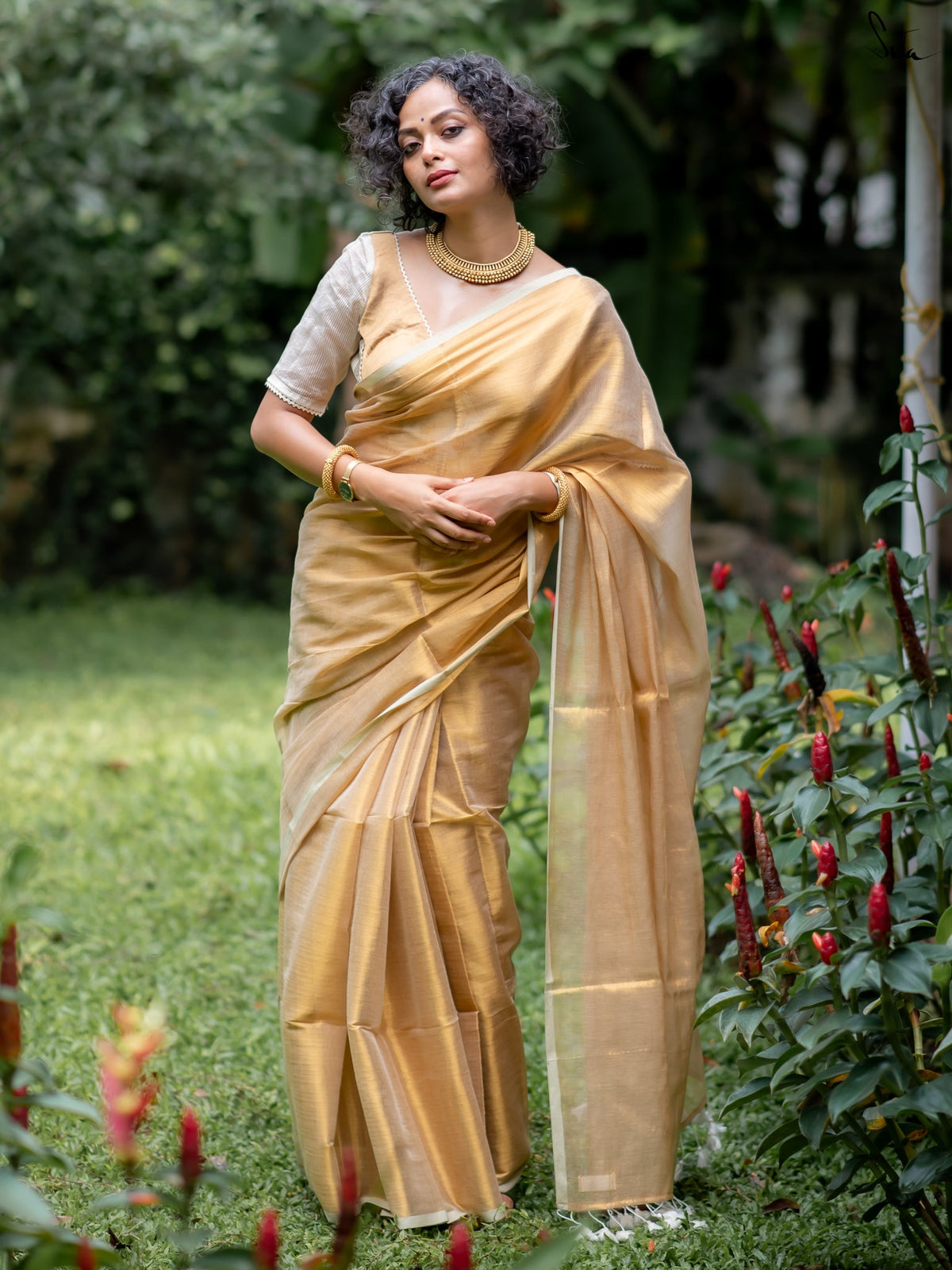 Suta Gold Tissue Saree